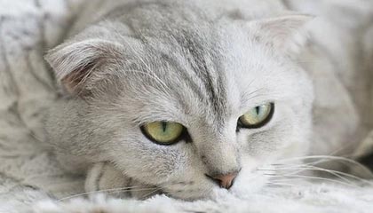 乐鱼体育登录入口——畅享极致体育体验